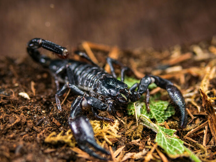 Emperor Scorpion Size Habitat And Facts Scorpion Species