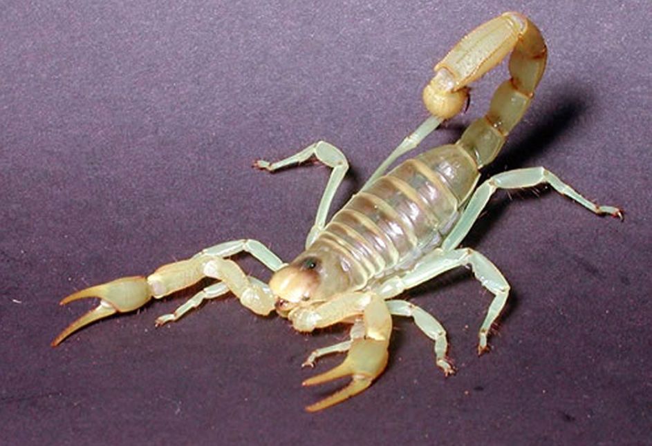 are albino scorpions poisonous - Scorpion Species