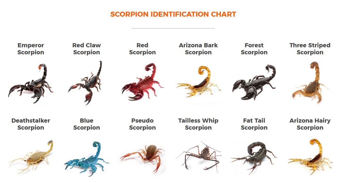 Scorpions Life cycle - Scorpion Species