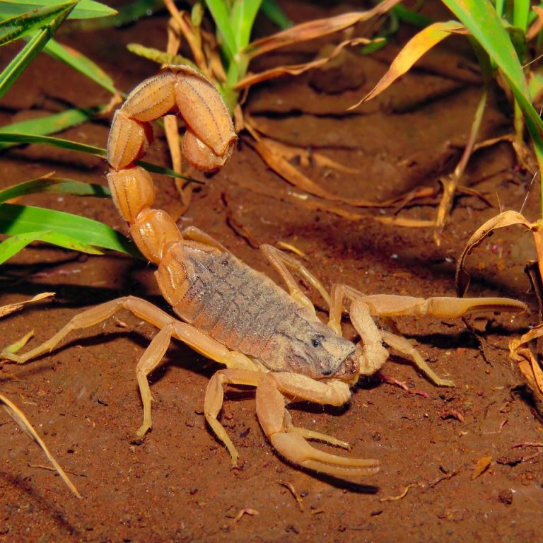 are albino scorpions poisonous - Scorpion Species