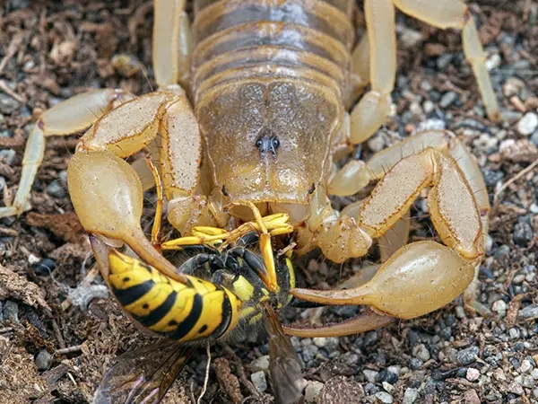 scorpion Diet | What food does scorpion eat? - Scorpion Species