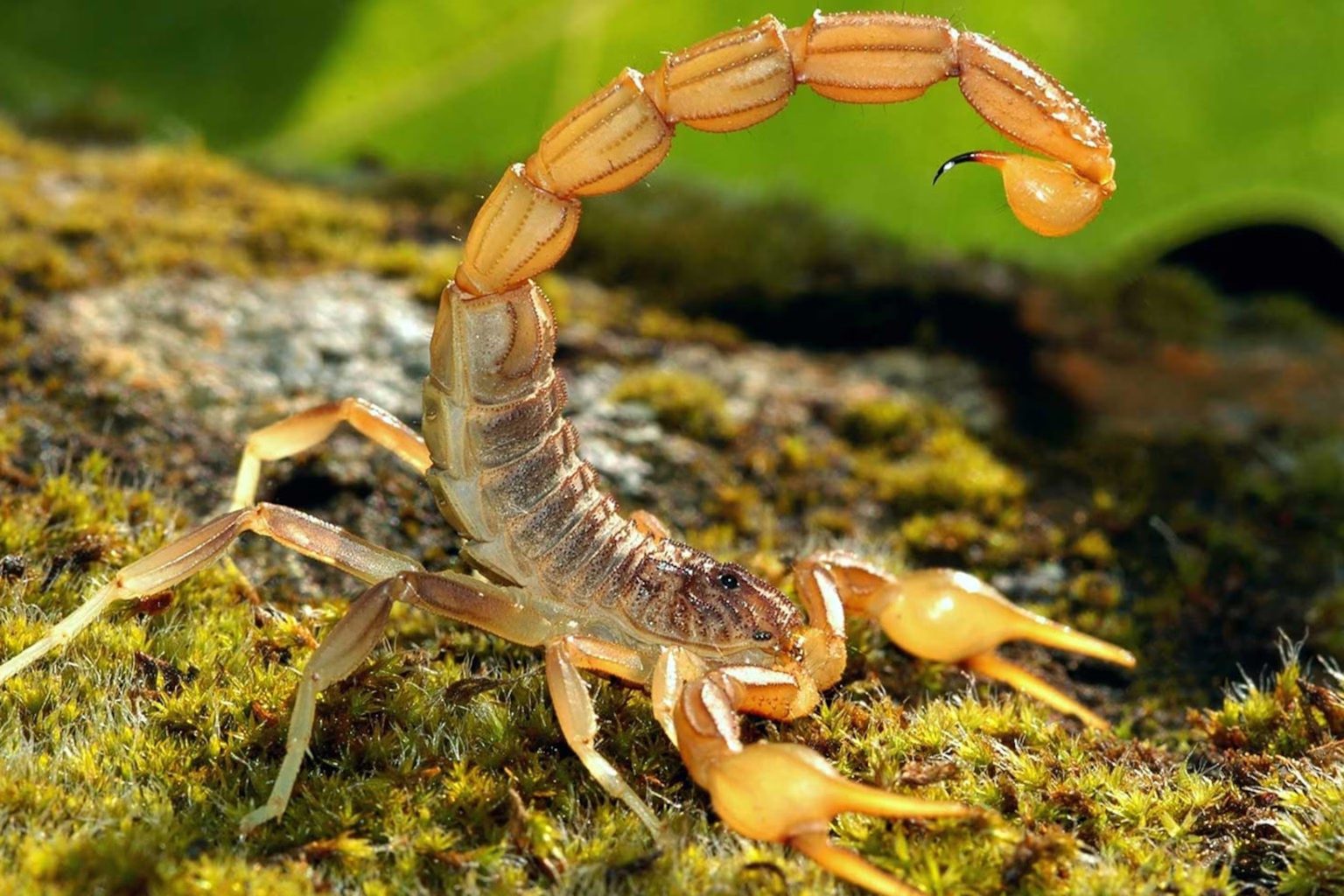 Scorpions Life cycle - Scorpion Species