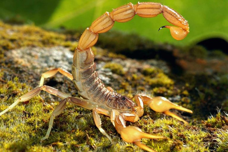 Tityus serrulatus - Scorpion Species