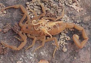 Scorpions Life cycle - Scorpion Species