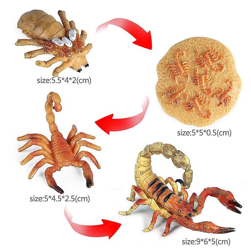 Scorpions Life cycle - Scorpion Species