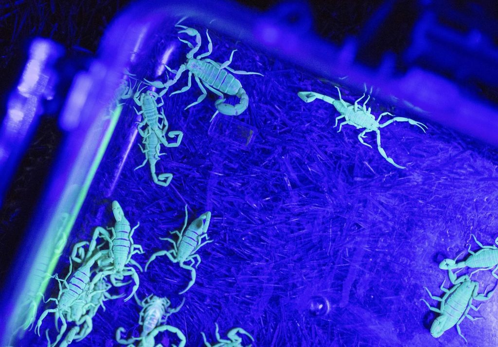 why do scorpions glow - Scorpion Species