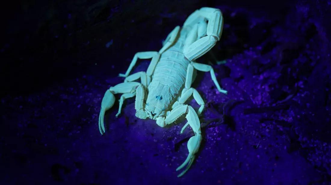 why do scorpions glow - Scorpion Species