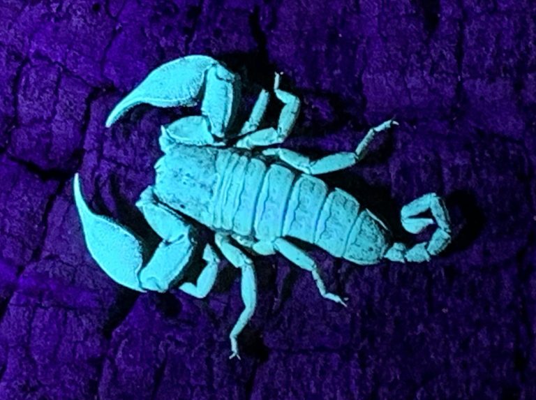 Tetratrichobothrius flavicaudis - Scorpion Species