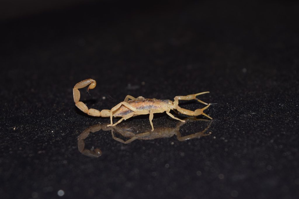 What countries do scorpions live in? - Scorpion Species