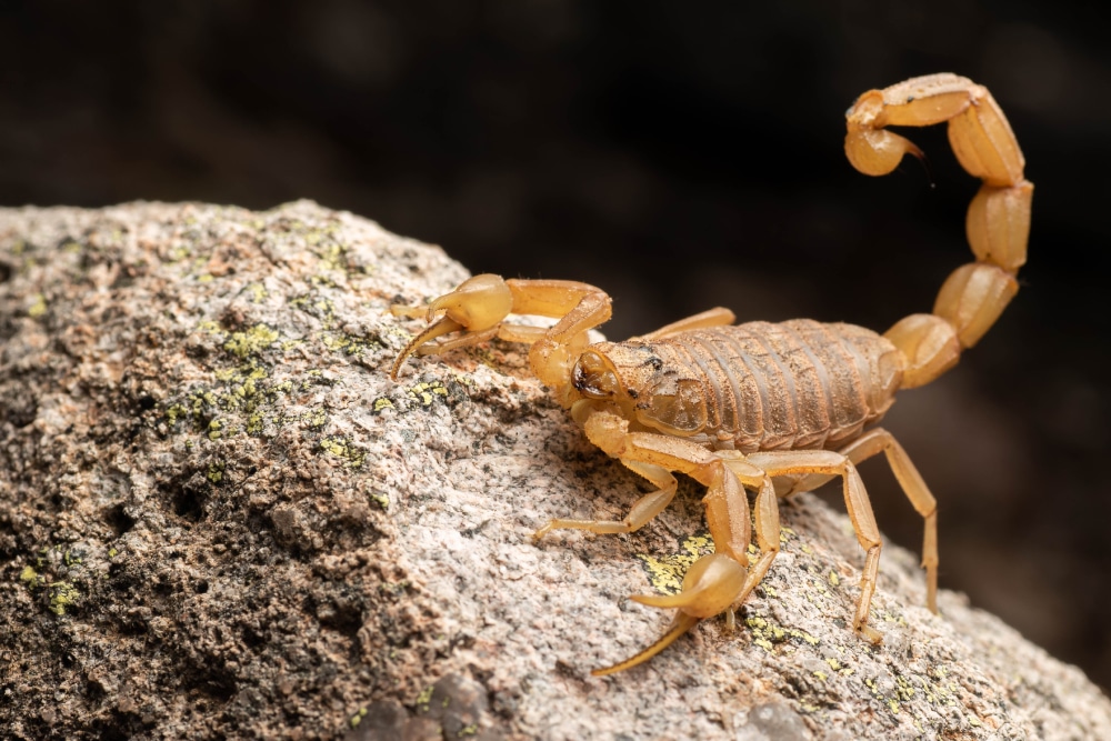 scorpions habitat facts - Scorpion Species