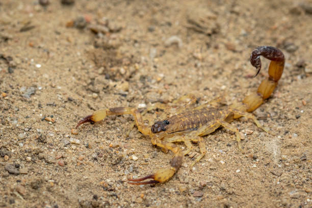 Deathstalker scorpion size habitat facts - Scorpion Species