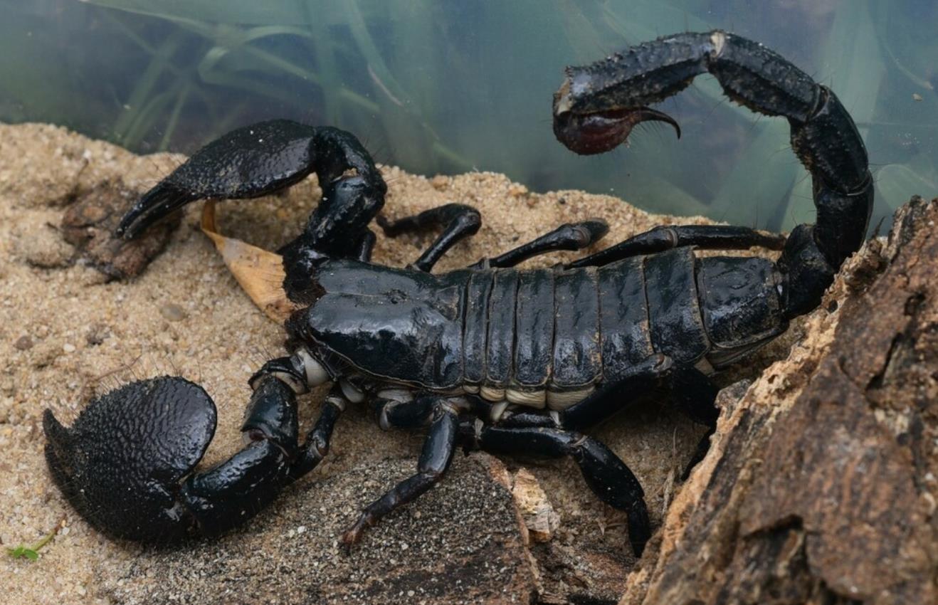 Scorpions Life cycle - Scorpion Species