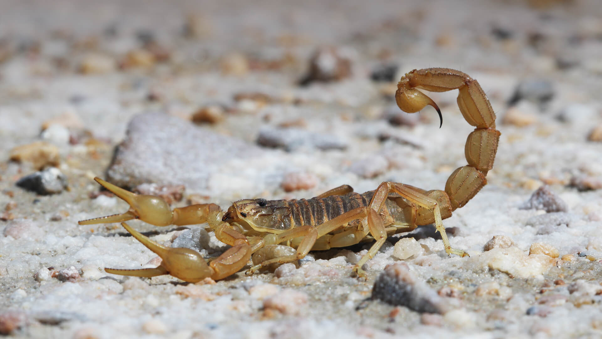 Scorpions Life cycle - Scorpion Species