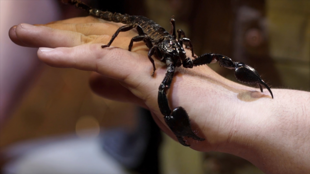 What is a black scorpion?Are black scorpions dangerous to humans ...