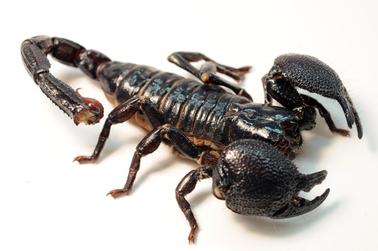 What is a black scorpion?Are black scorpions dangerous to humans ...